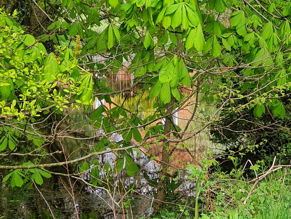 2023-04-26 20 Reydon Bluebells.jpg