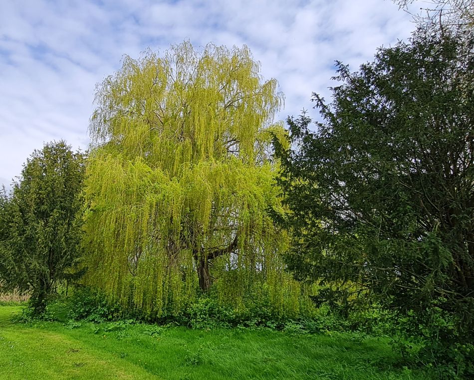 2023-04-26 21 Reydon Bluebells.jpg