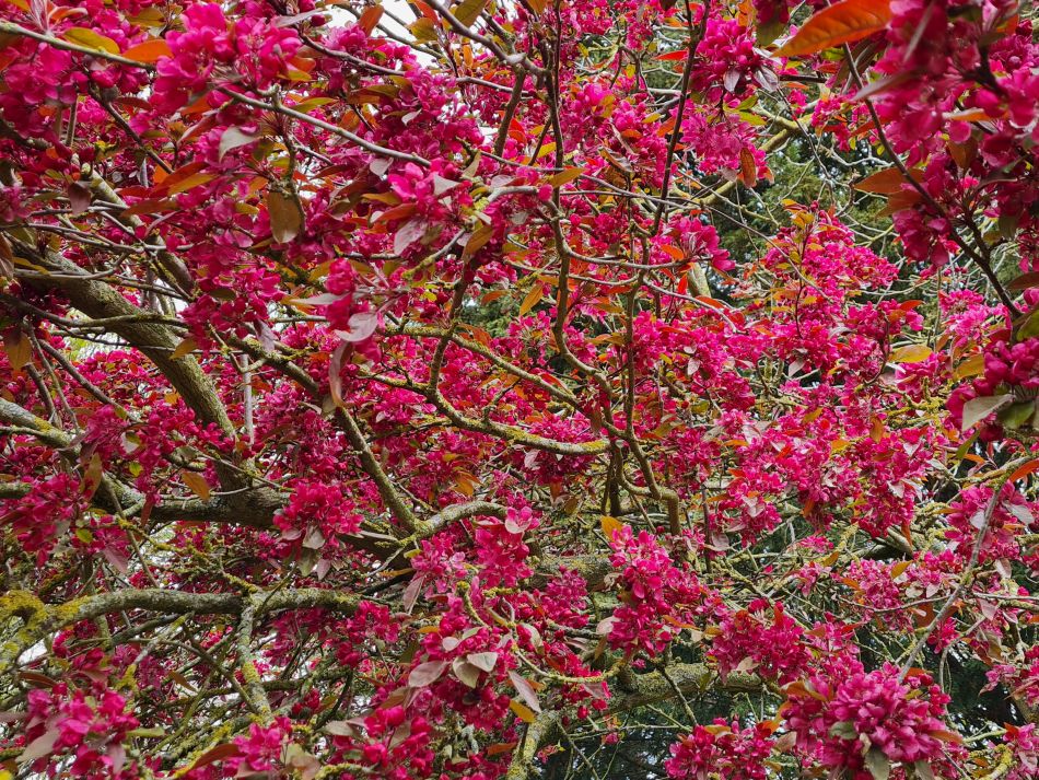 2023-04-26 22 Reydon Bluebells.jpg