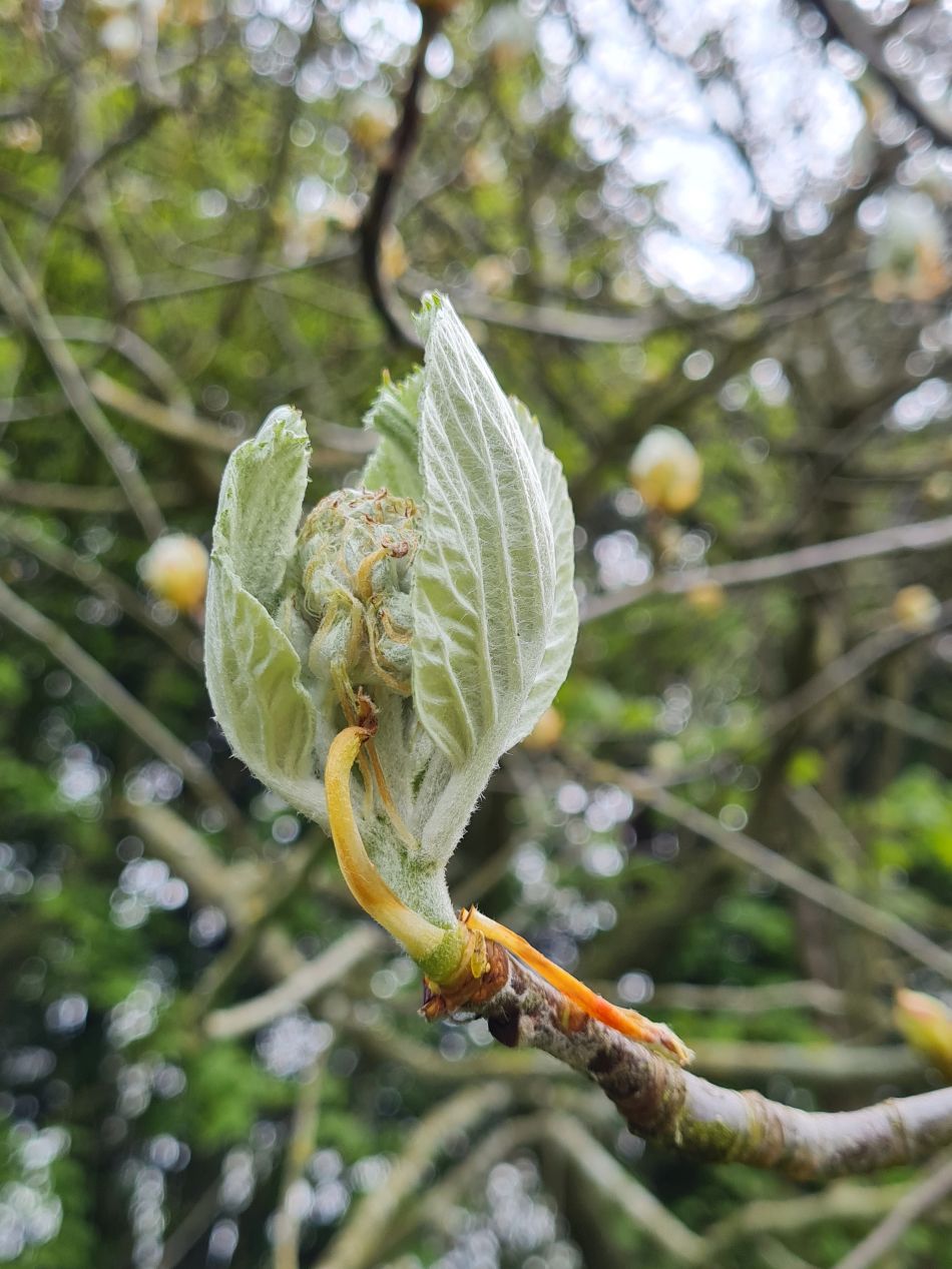 2023-04-26 23 Reydon Bluebells.jpg
