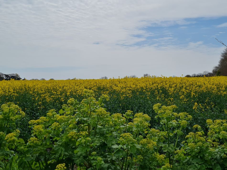 2023-04-26 24 Reydon Bluebells.jpg
