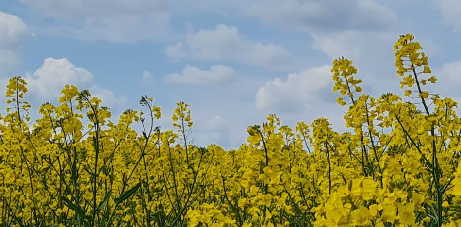 2023-04-26 26 Reydon Bluebells.jpg