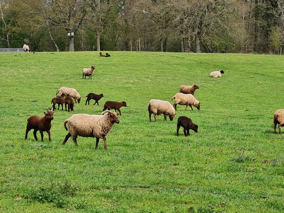 2023-04-26 27 Reydon Bluebells.jpg