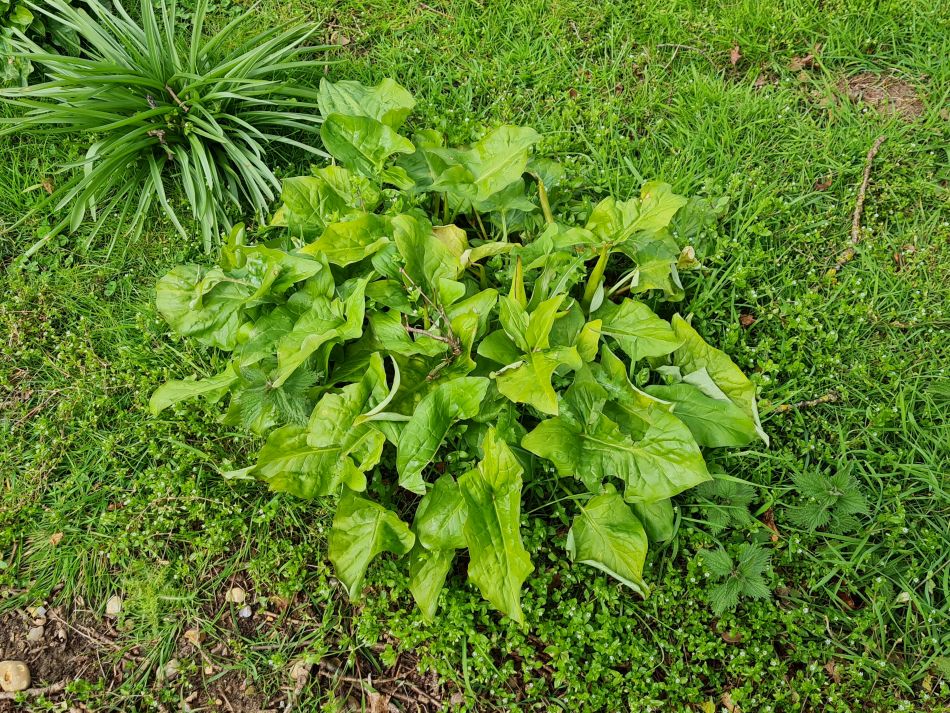 2023-04-26 29 Arum Maculatum.jpg