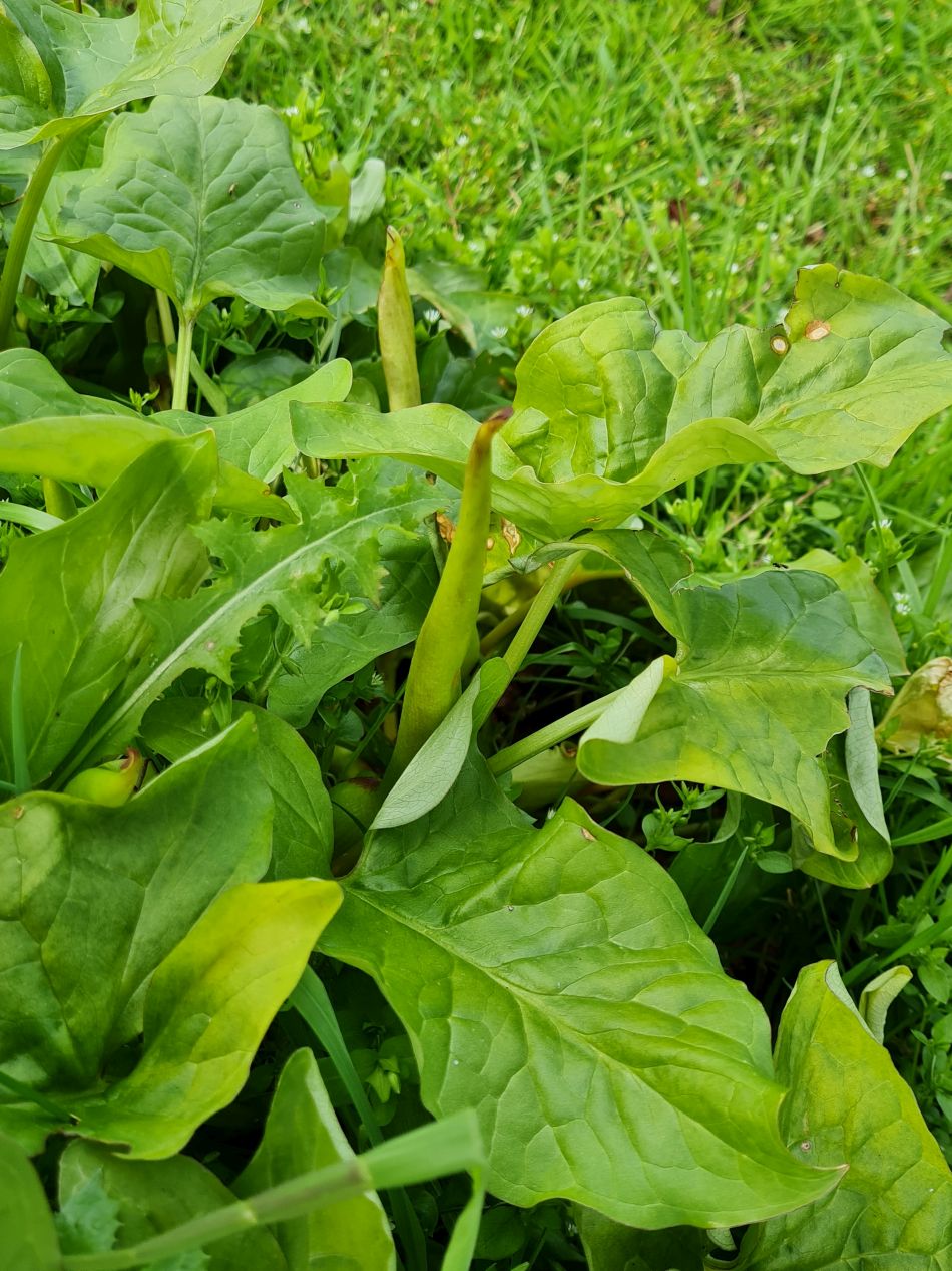 2023-04-26 30 Arum Maculatum.jpg