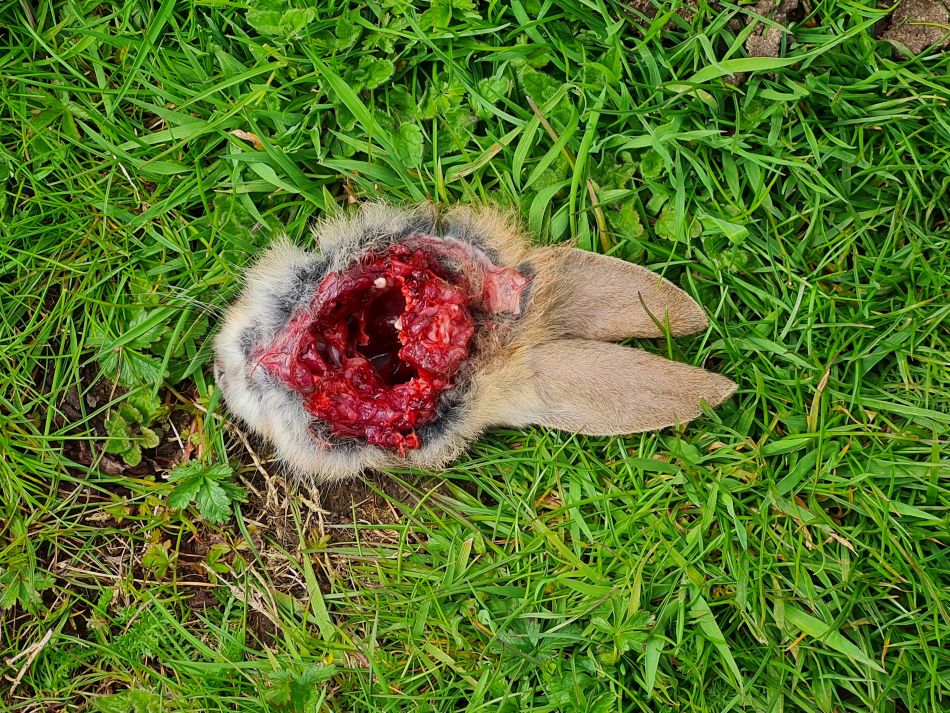 2023-04-26 32 Prey or Pray.jpg