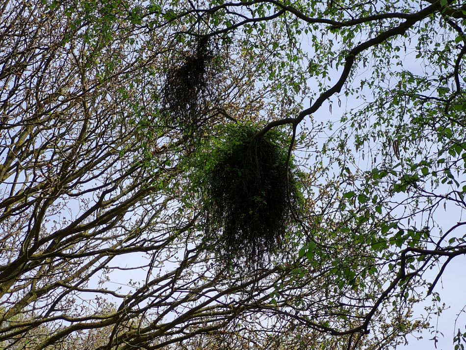 2024-04-13 03 Reydon and Wrentham.jpg