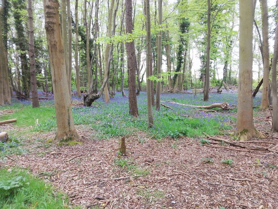 2024-04-24 01 Reydon Bluebells.jpg