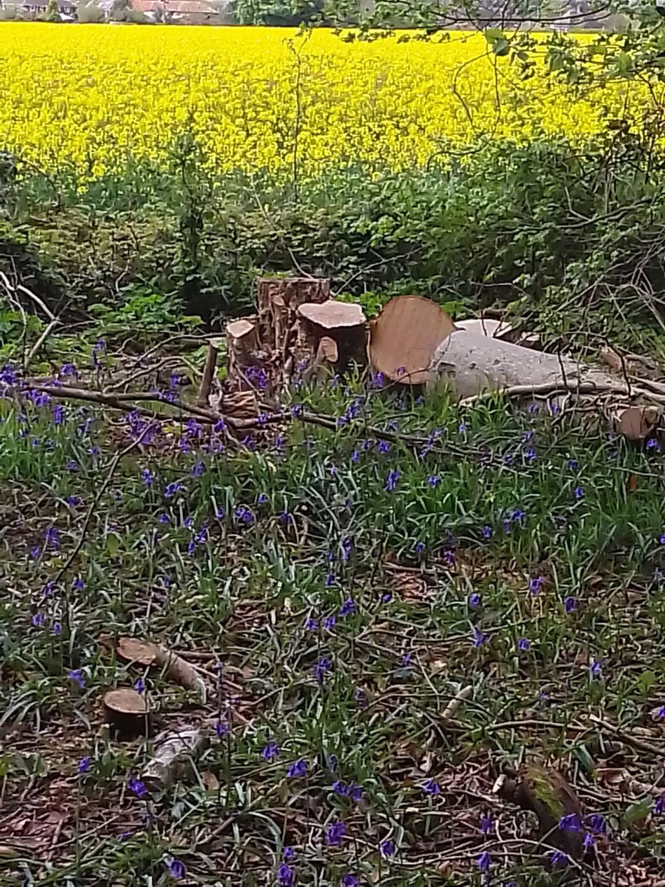 2024-04-24 02 Reydon Bluebells.jpg