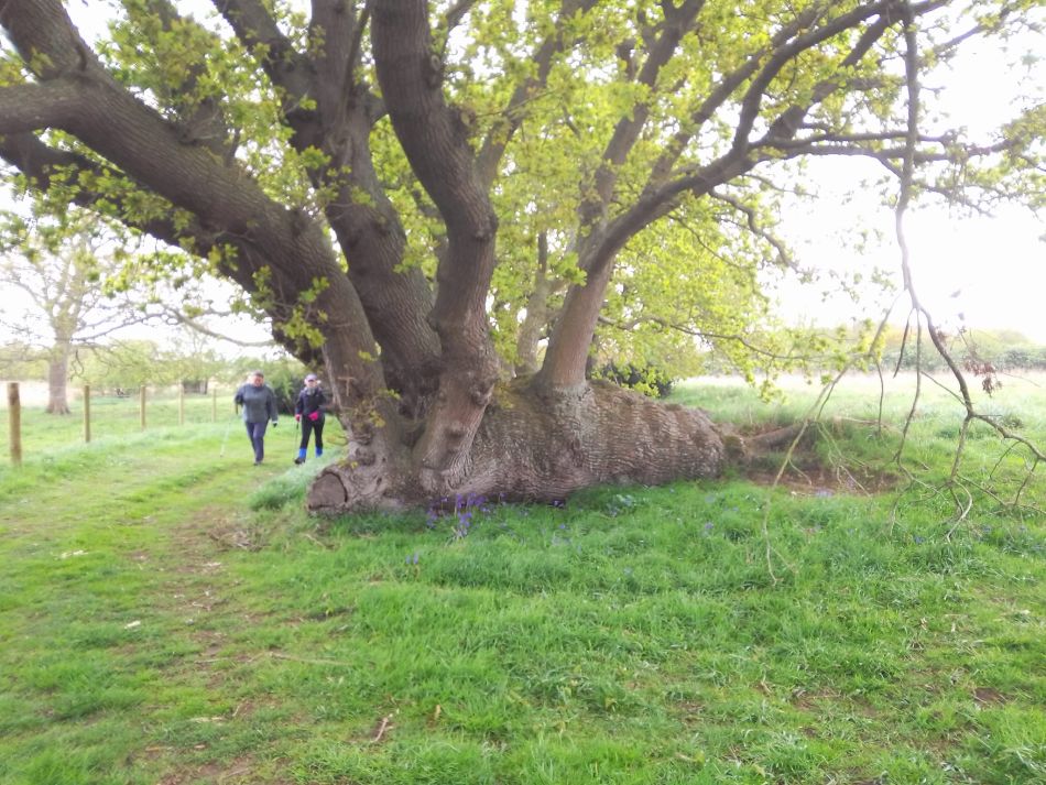 2024-04-24 04 Reydon Bluebells.jpg