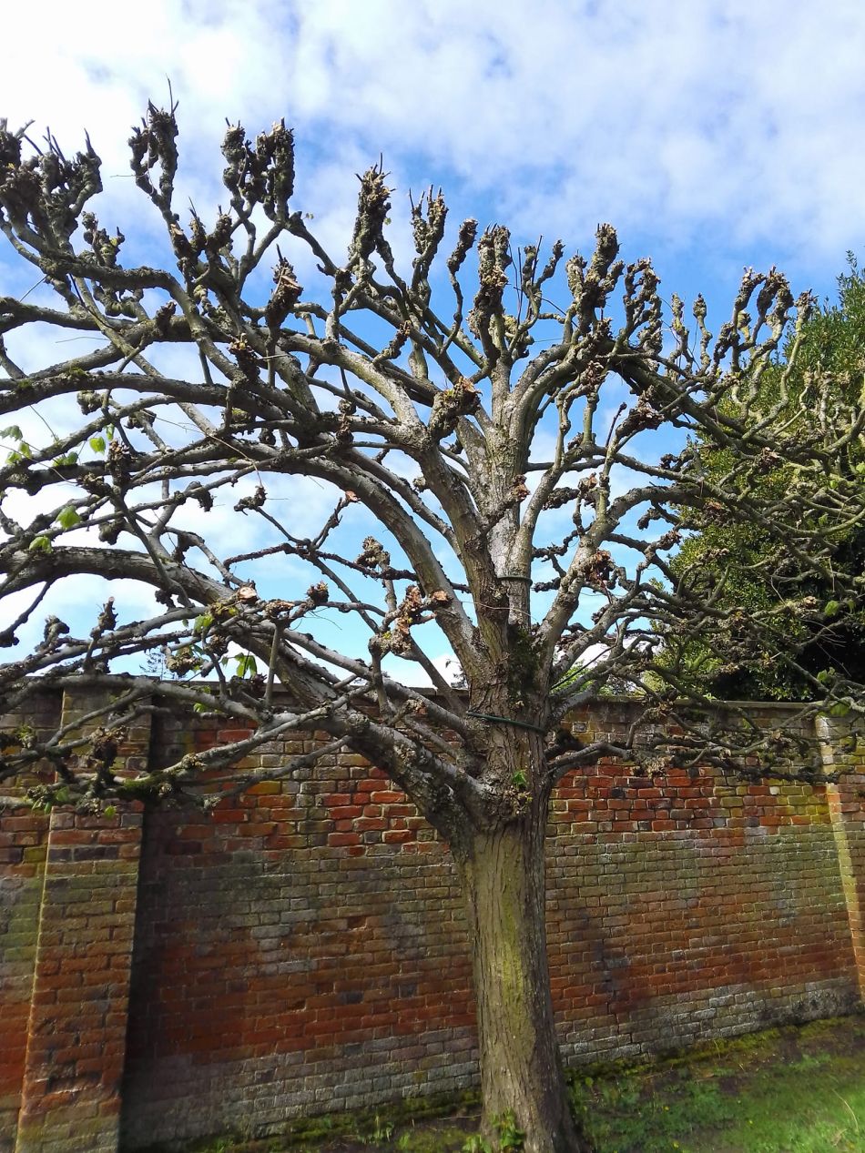 2024-04-24 05 Reydon Bluebells.jpg