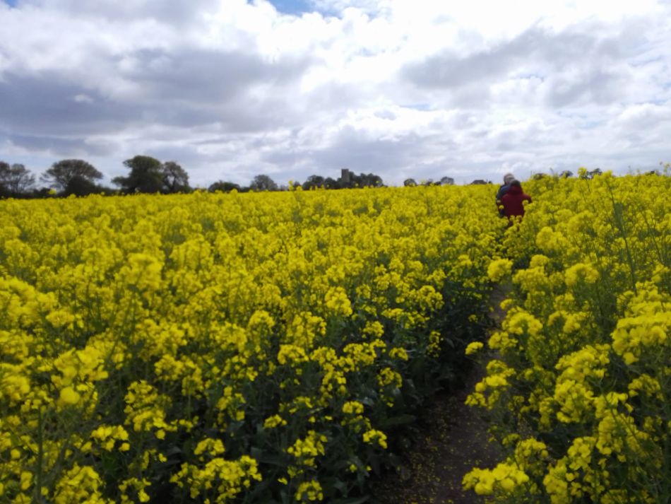 2024-04-24 06 Reydon Bluebells.jpg