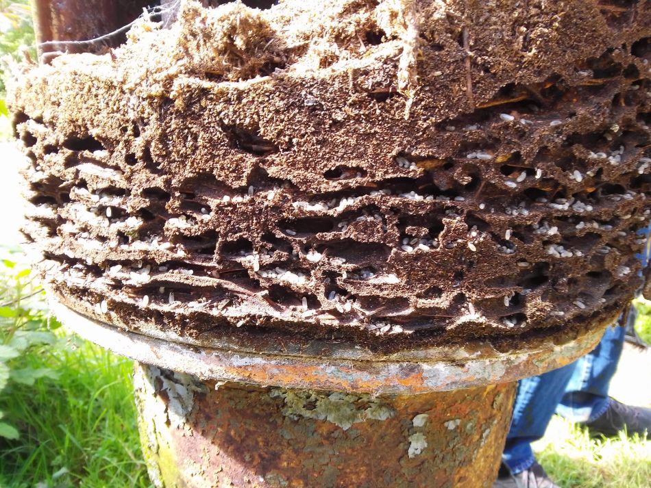 2024-04-24 07 Reydon Bluebells.jpg