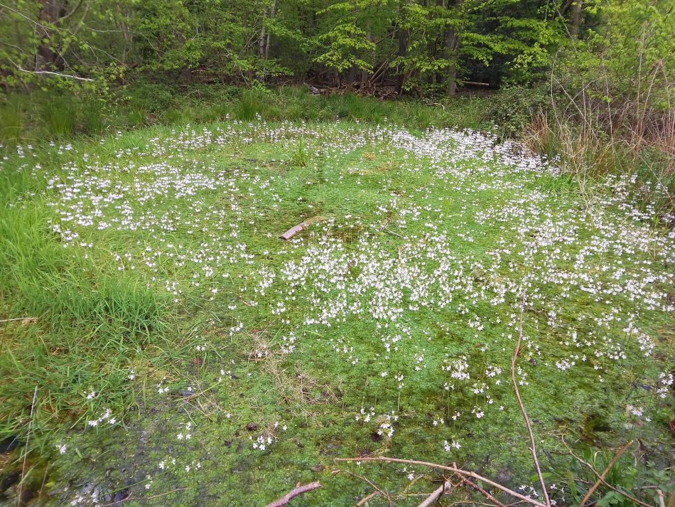 2024-04-24 09 Reydon Bluebells.jpg