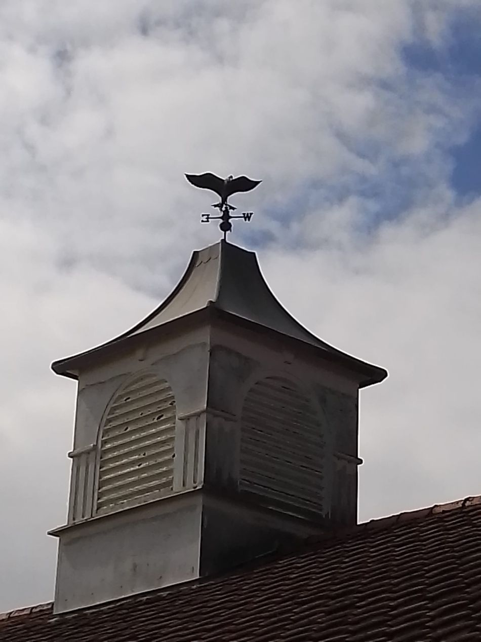 2024-04-24 11 Reydon Bluebells.jpg