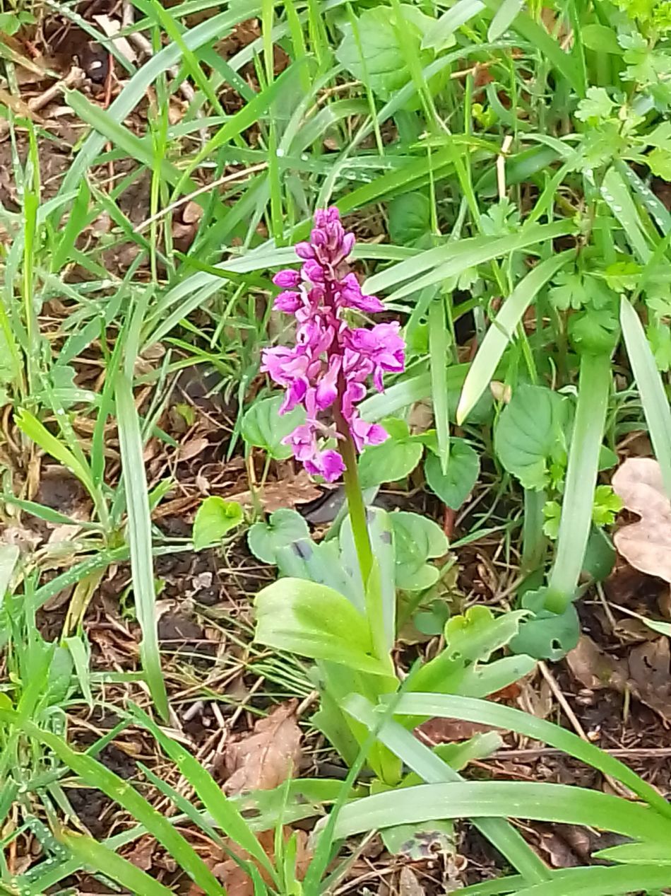 2024-04-24 12 Reydon Bluebells.jpg