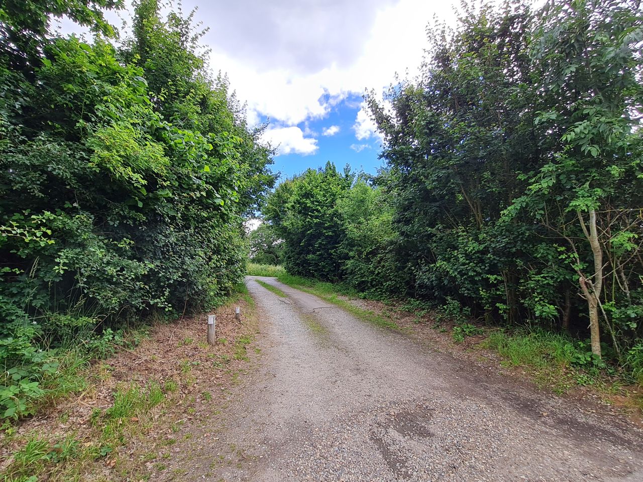 2024-06-19 05 Hen Reed Beds.jpg
