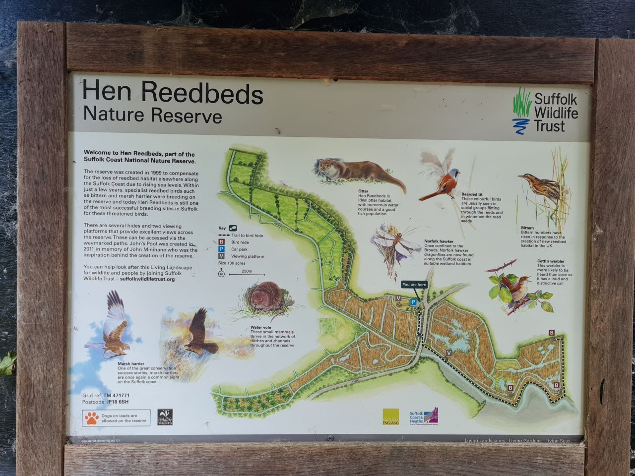 2024-06-19 06 Hen Reed Beds.jpg