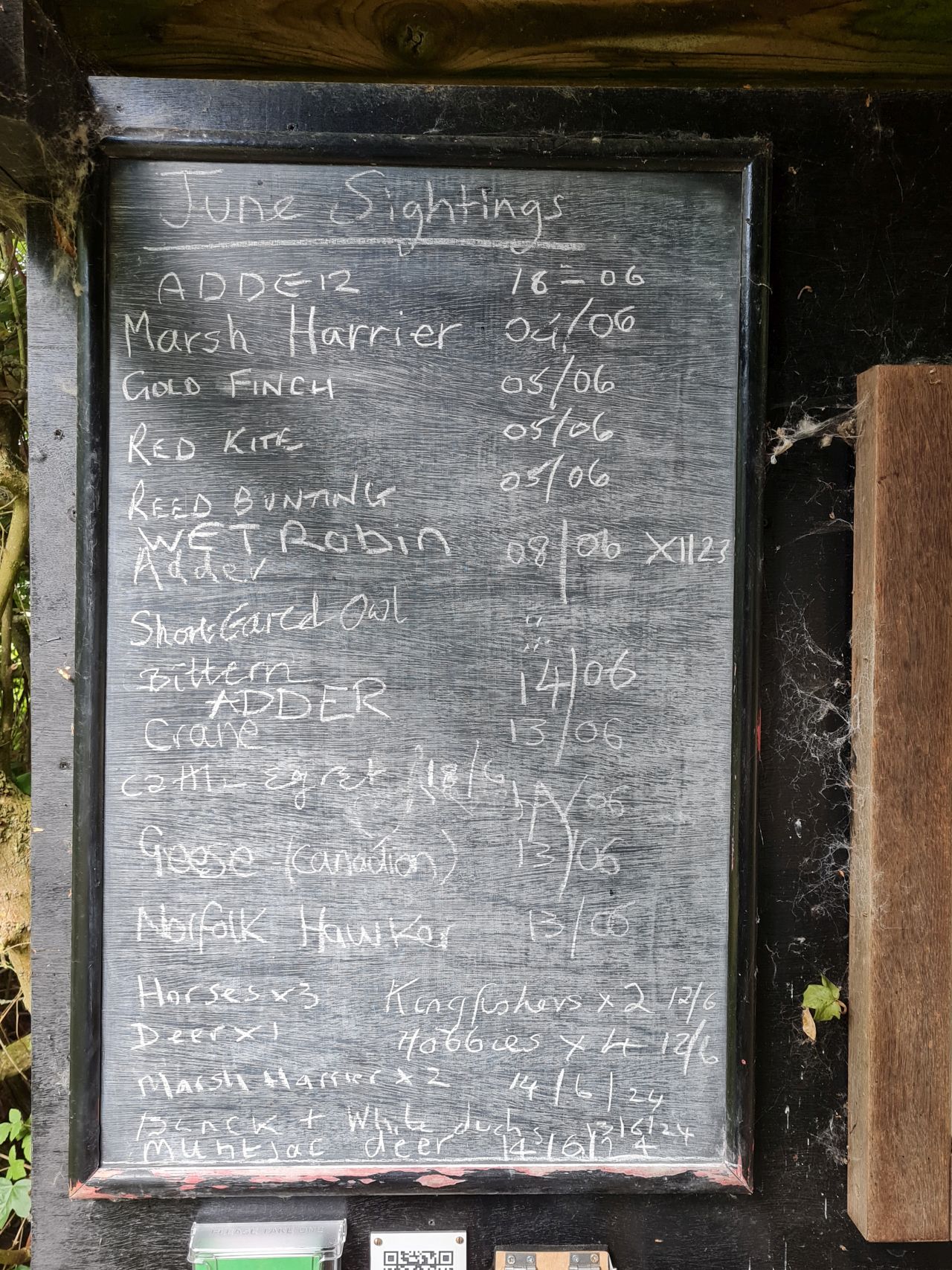 2024-06-19 07 Hen Reed Beds.jpg