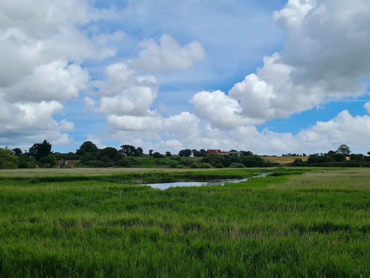 2024-06-19 10 Hen Reed Beds.jpg