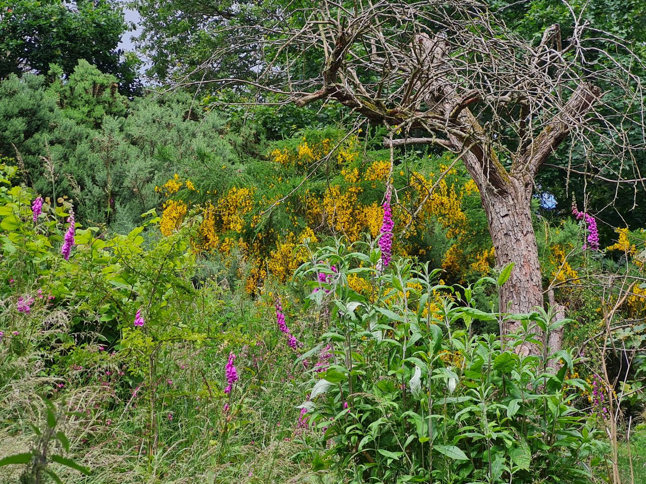 2024-06-19 21 Hen Reed Beds.jpg