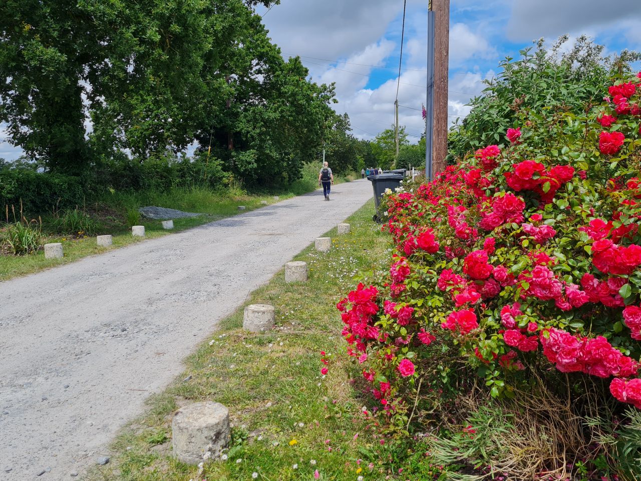 2024-06-19 23 Hen Reed Beds.jpg