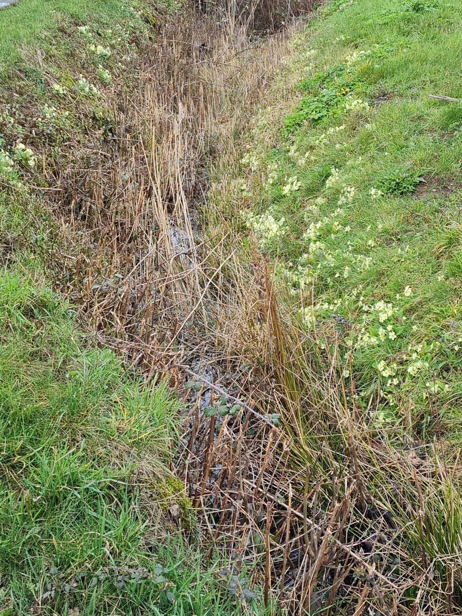 2023-03-26 09 Mettingham.jpg