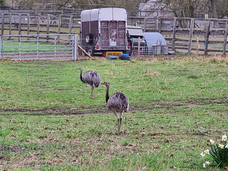 2023-03-26 13 Mettingham.jpg