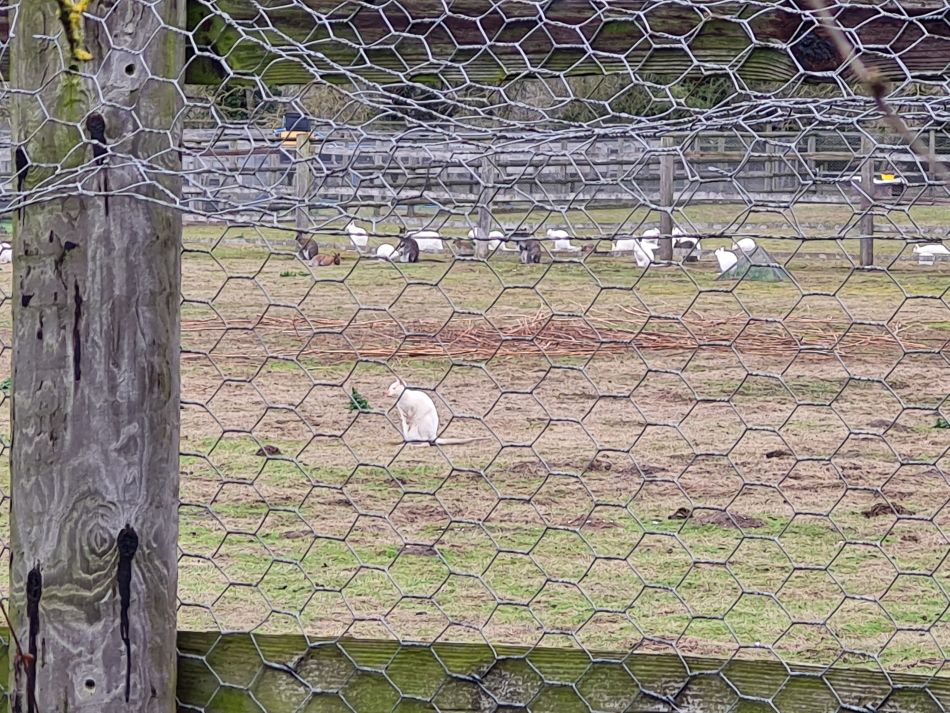 2023-03-26 14 Mettingham.jpg