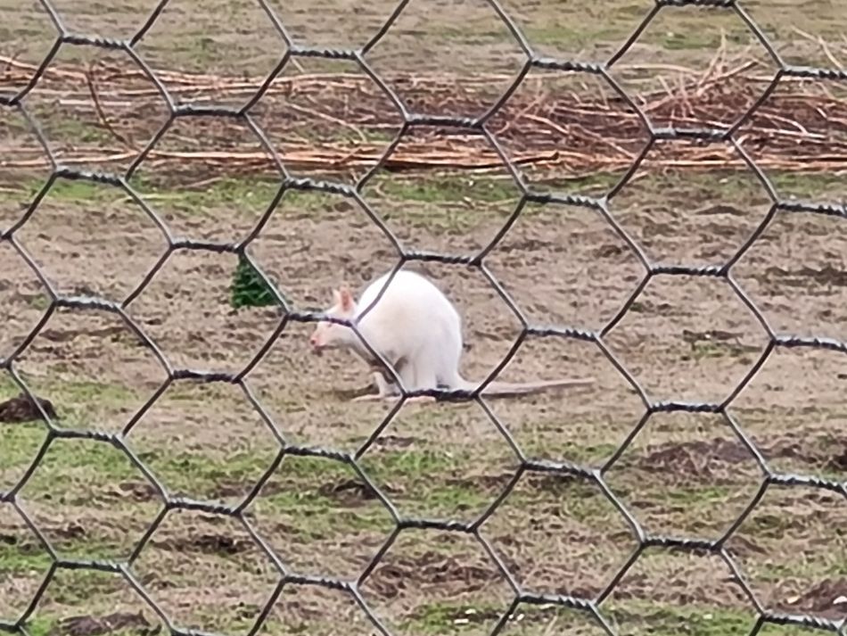 2023-03-26 15 Mettingham.jpg