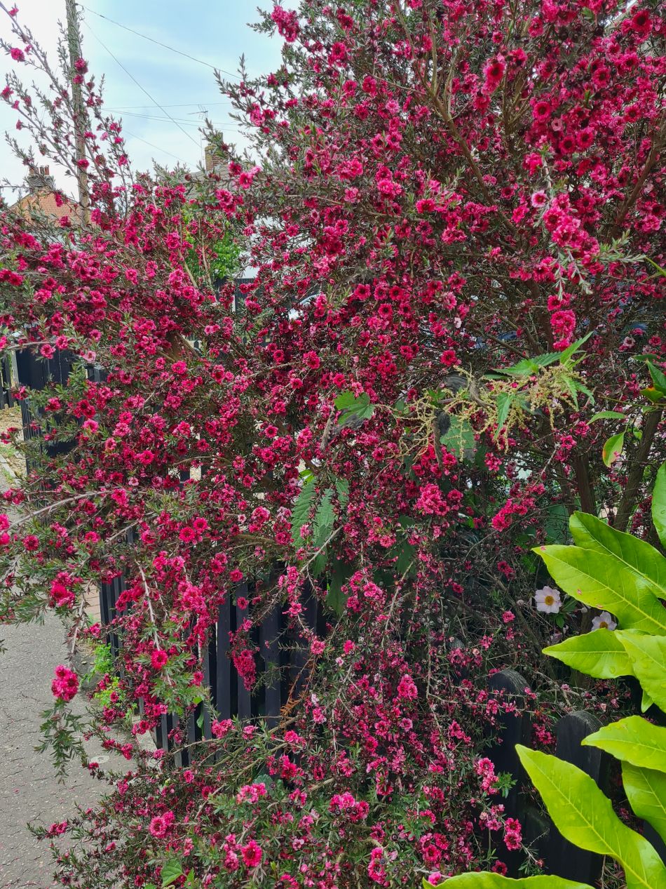 2022-06-30 19 Wensum at Lingwood.jpg