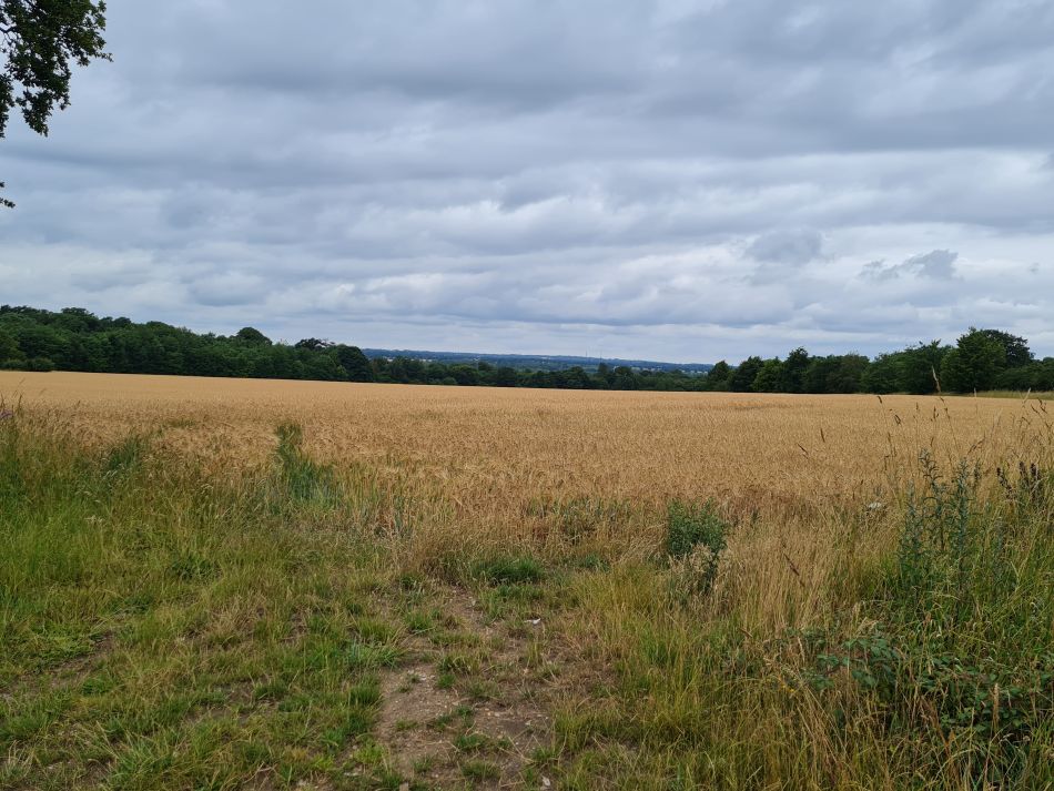 2022-06-30 25 Wensum at Lingwood.jpg