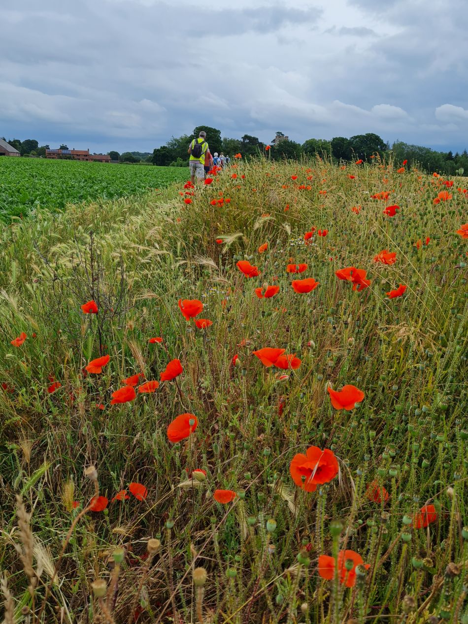 2022-06-30 26 Wensum at Lingwood.jpg