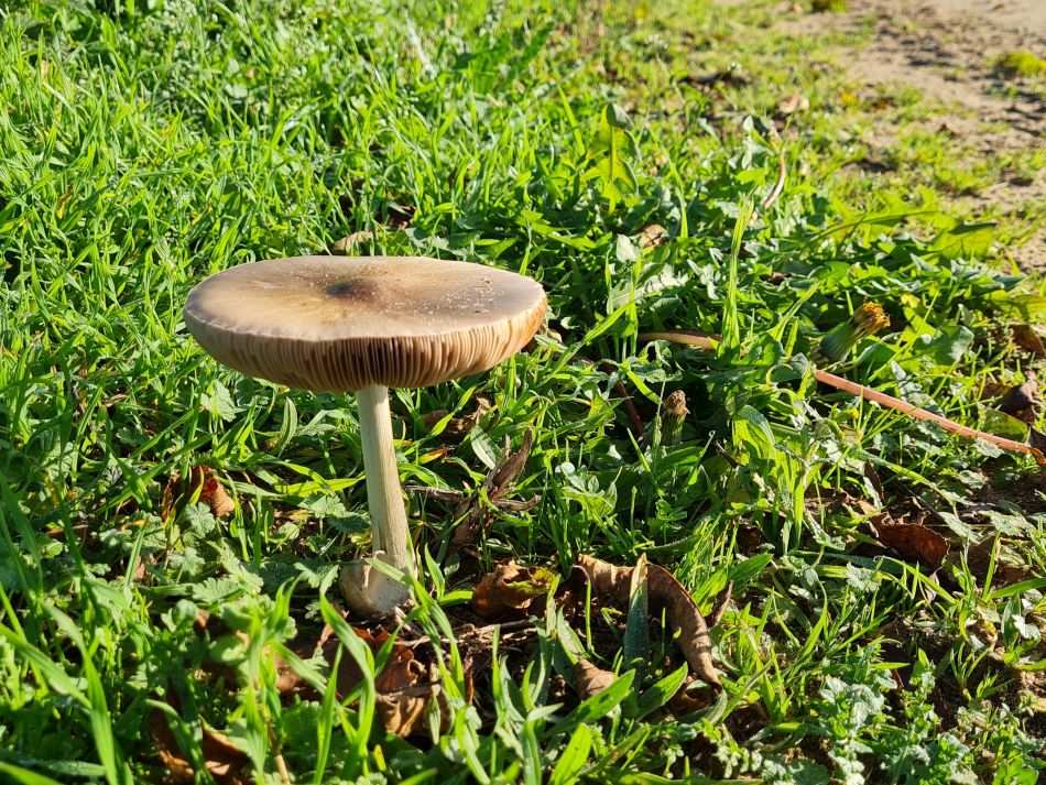 2022-11-14 22 Castle Acre.jpg