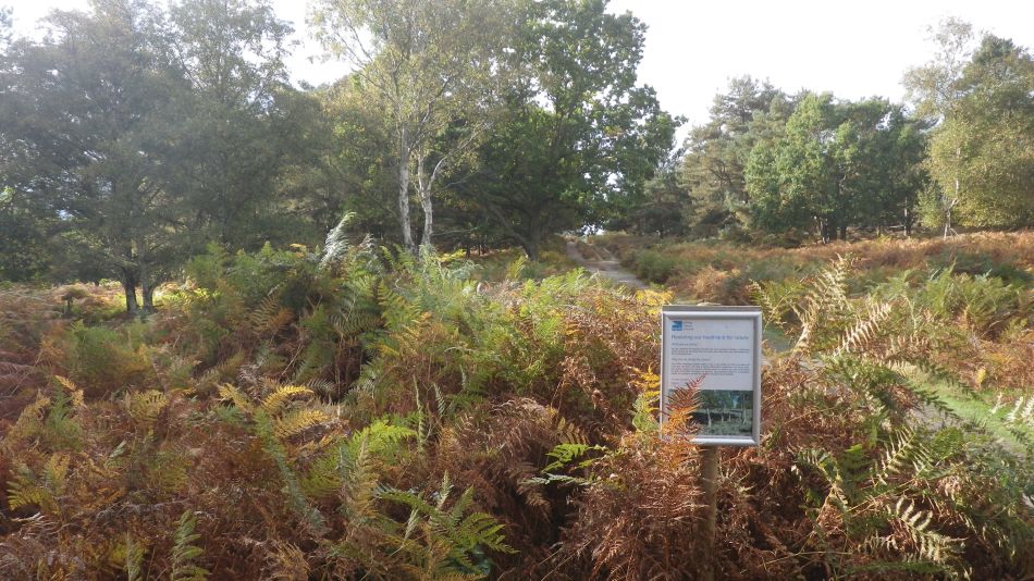 2016-10-23 01 Dunwich Heath Eels Foot.jpg