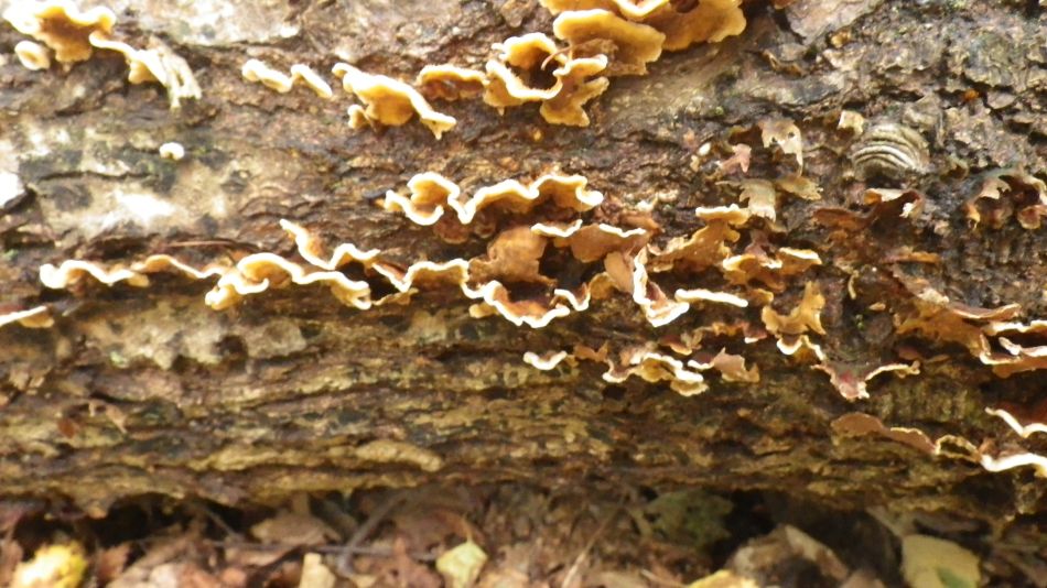 2016-10-23 03 Dunwich Heath Eels Foot.jpg