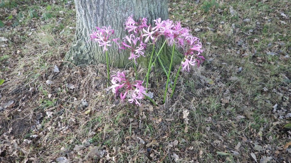 2016-10-23 05 Dunwich Heath Eels Foot.jpg