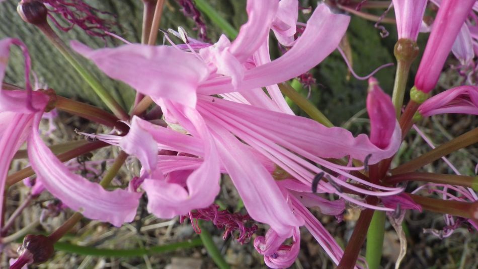 2016-10-23 06 Dunwich Heath Eels Foot.jpg