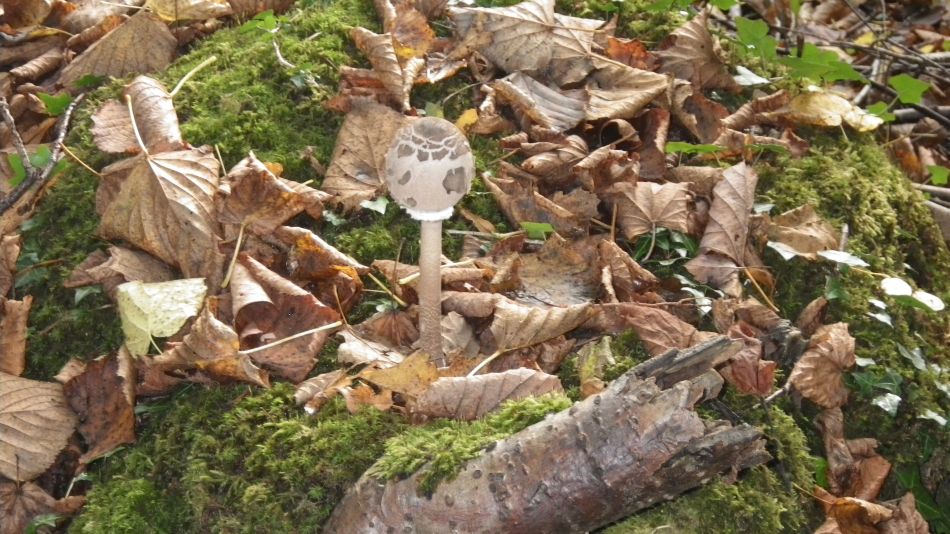 2016-10-23 07 Dunwich Heath Eels Foot.jpg