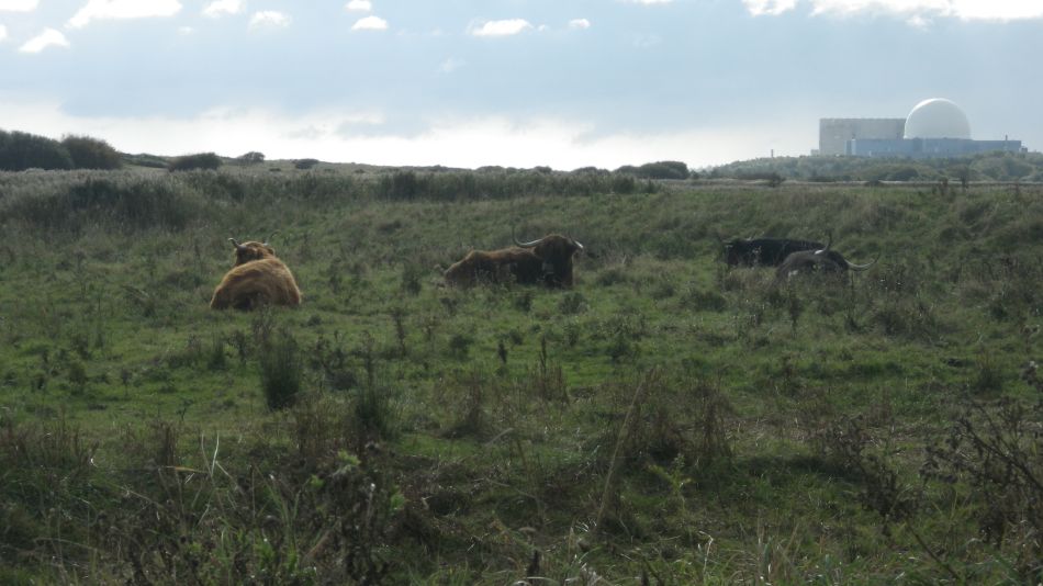 2016-10-23 17 Dunwich Heath Eels Foot.jpg