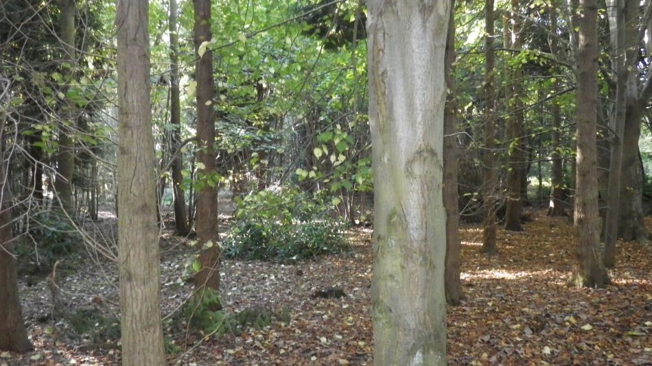 2016-10-23 28 Dunwich Heath Eels Foot.jpg