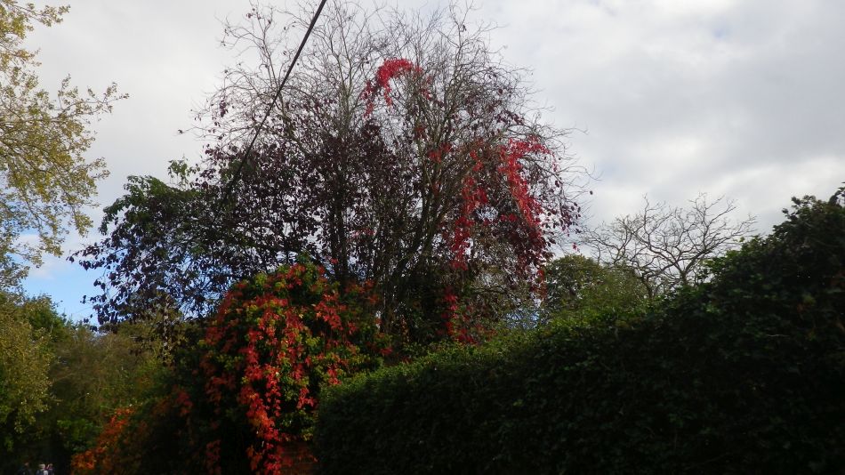 2016-10-23 29 Dunwich Heath Eels Foot.jpg