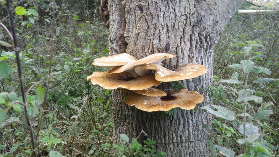 2016-10-23 33 Dunwich Heath Eels Foot.jpg