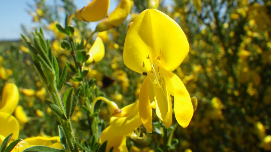 2017-05-10 07 Westleton and Black Slough Area.jpg