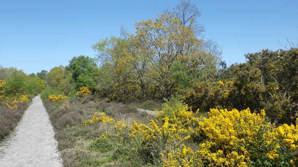 2017-05-10 10 Westleton and Black Slough Area.jpg