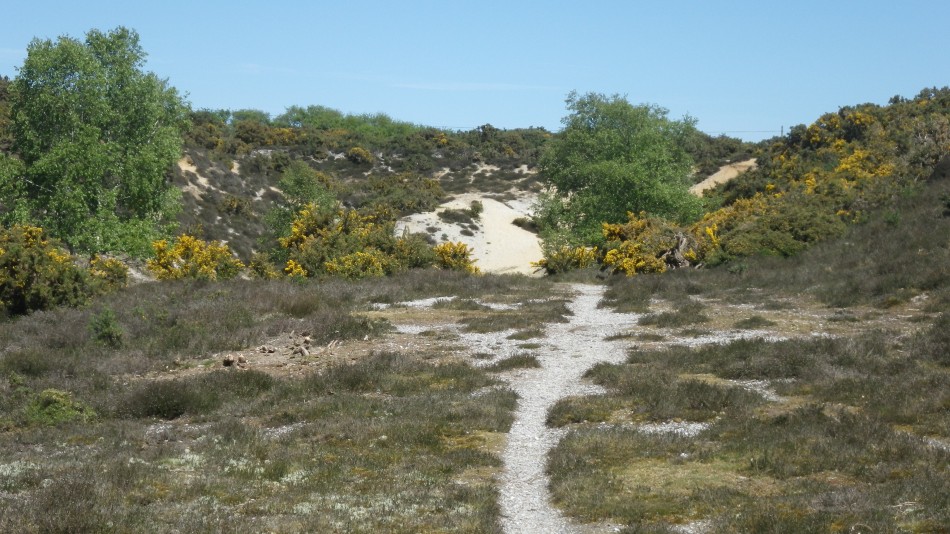 2017-05-10 15 Westleton and Black Slough Area.jpg