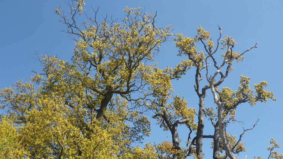 2017-05-10 19 Westleton and Black Slough Area.jpg