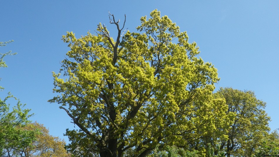 2017-05-10 20 Westleton and Black Slough Area.jpg