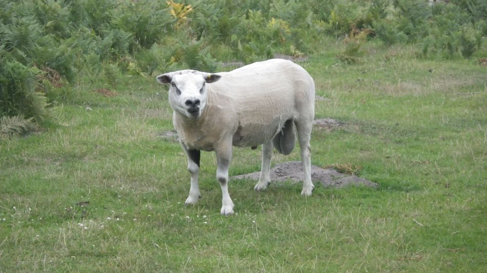 2017-07-29 04 Bury St Edmunds Group visits Dunwich Beach.jpg