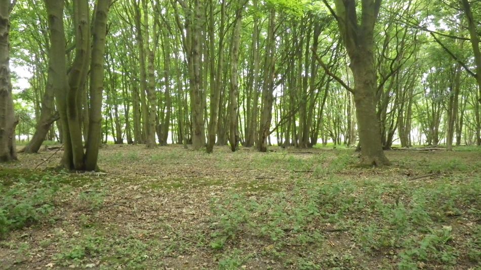 2017-07-29 07 Bury St Edmunds Group visits Dunwich Beach.jpg